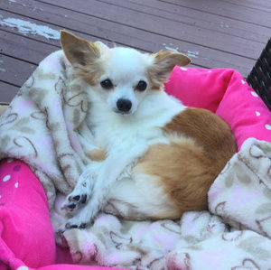 Meet your Posher, Annie